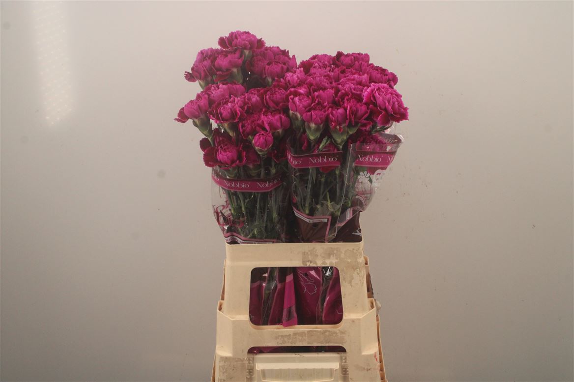 Dianthus Single Nobbio Circus 70cm