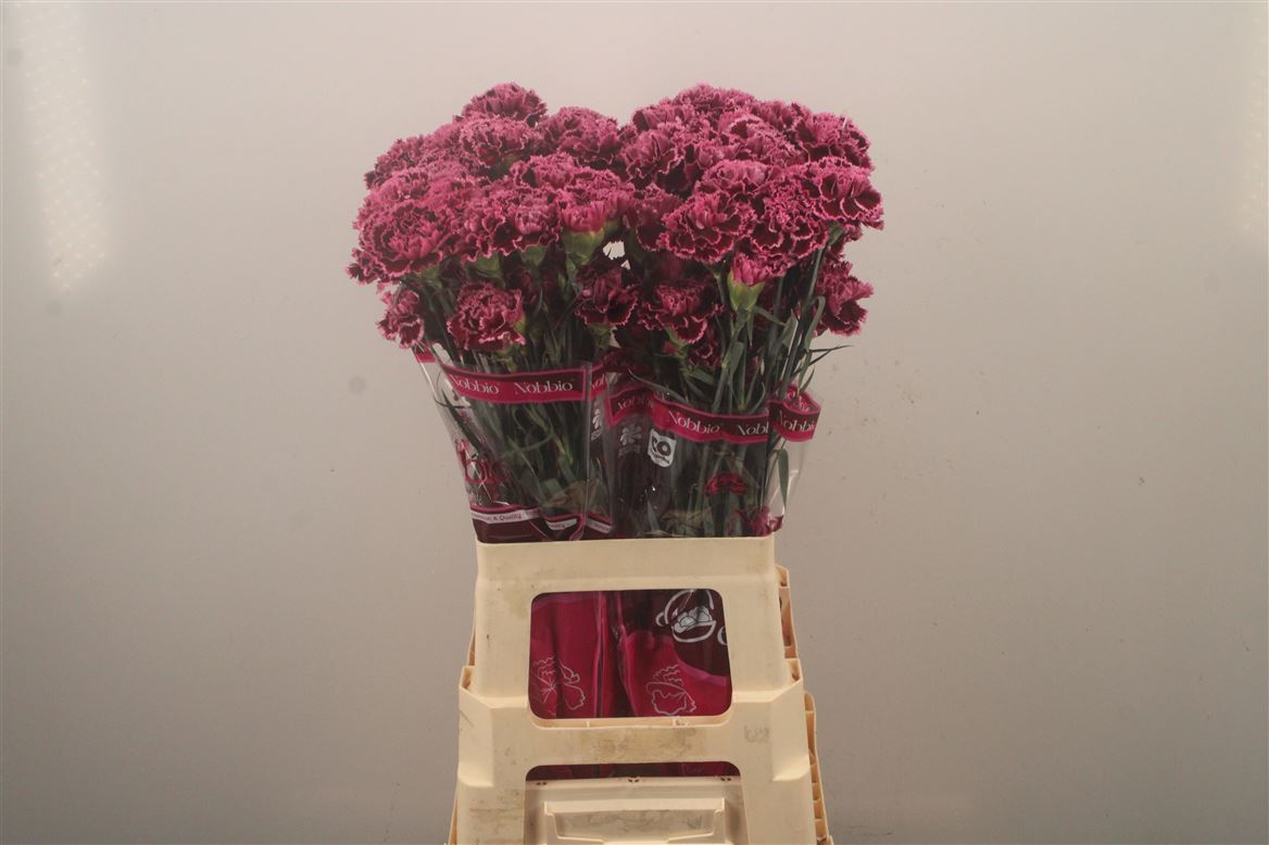 Dianthus Single Nobbio Circus 70cm