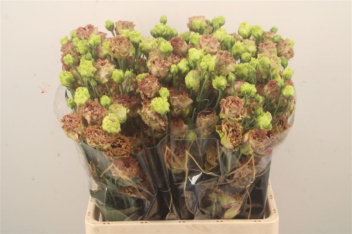 Eustoma Double Rosanne Terracotta 72cm