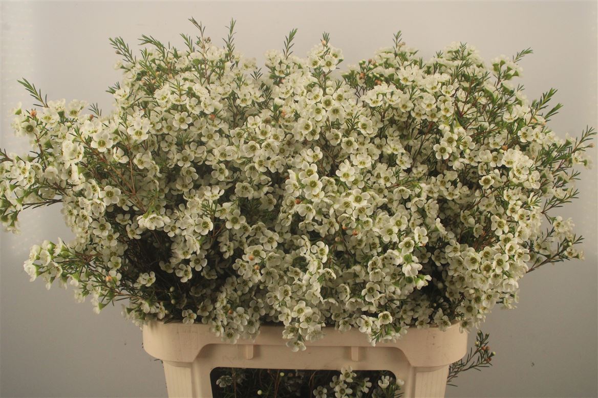Chamelaucium Sirius 70cm 60gr.