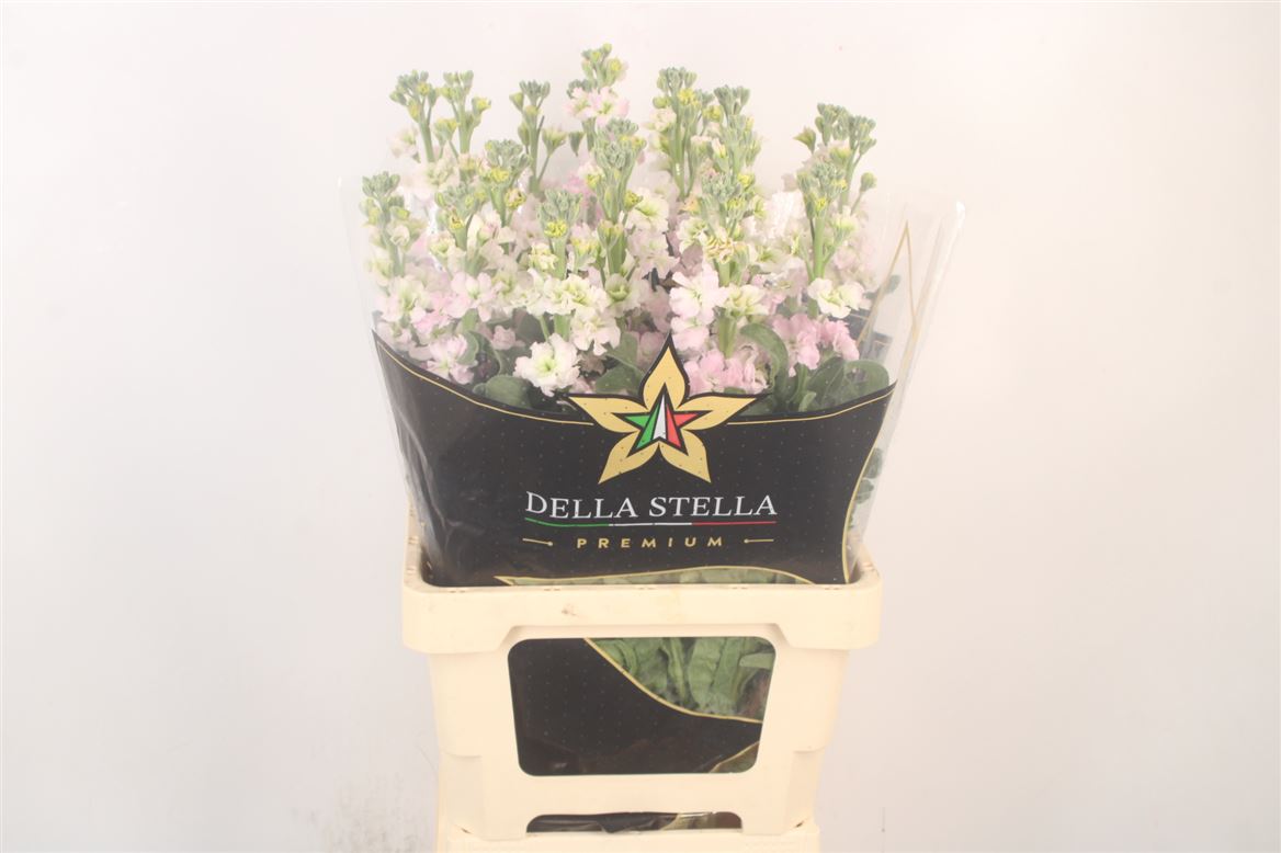 Matthiola StoX Silver 70cm