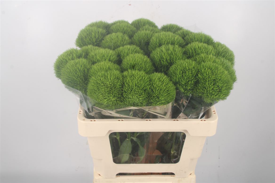 Dianthus Barb Kiwi Mellow Cool 55cm