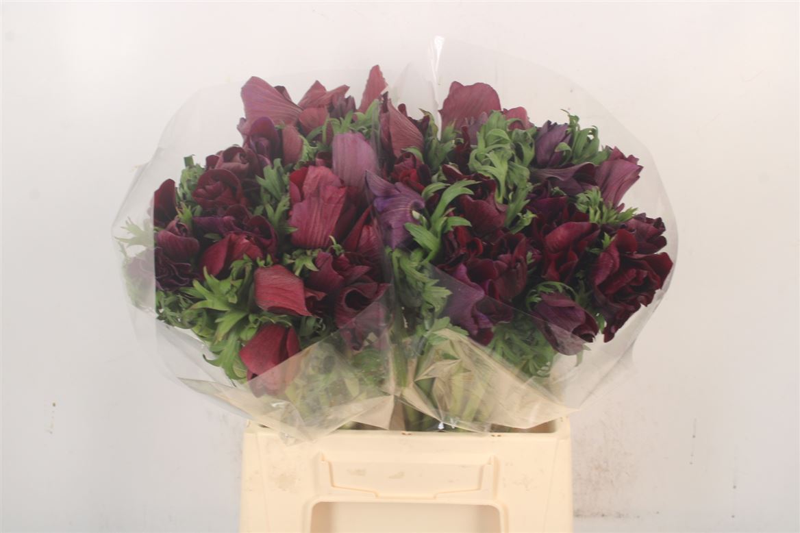 Anemone Coronaria Carillon Black 40cm