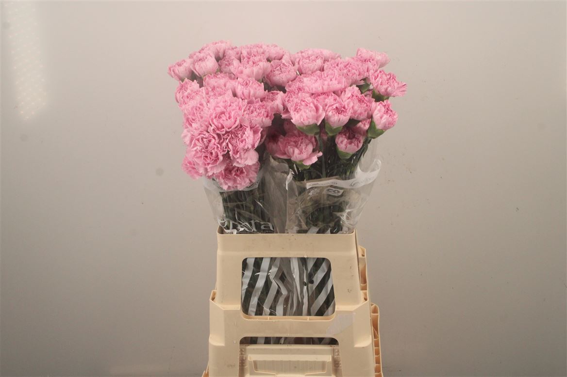 Dianthus Single Lavender Pixel 70cm