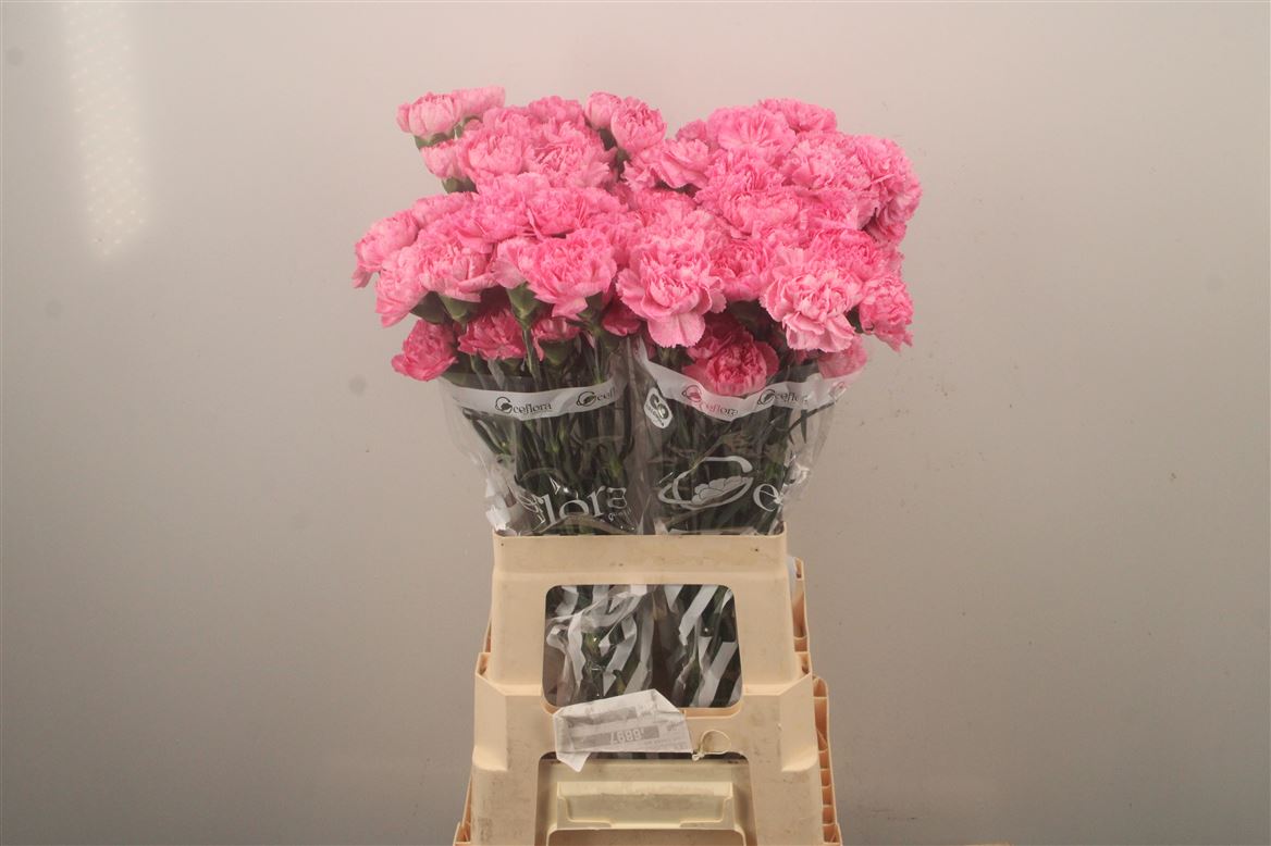 Dianthus Single Lavender Pixel 70cm