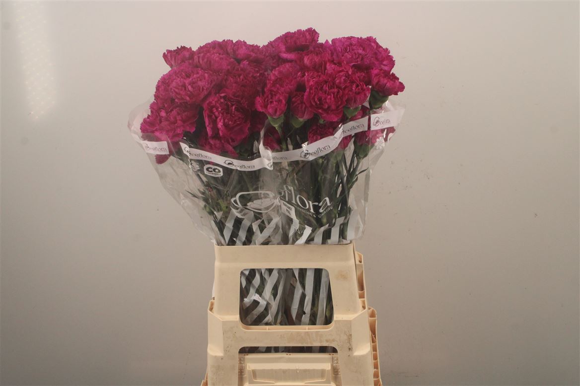 Dianthus Single Lavender Pixel 70cm