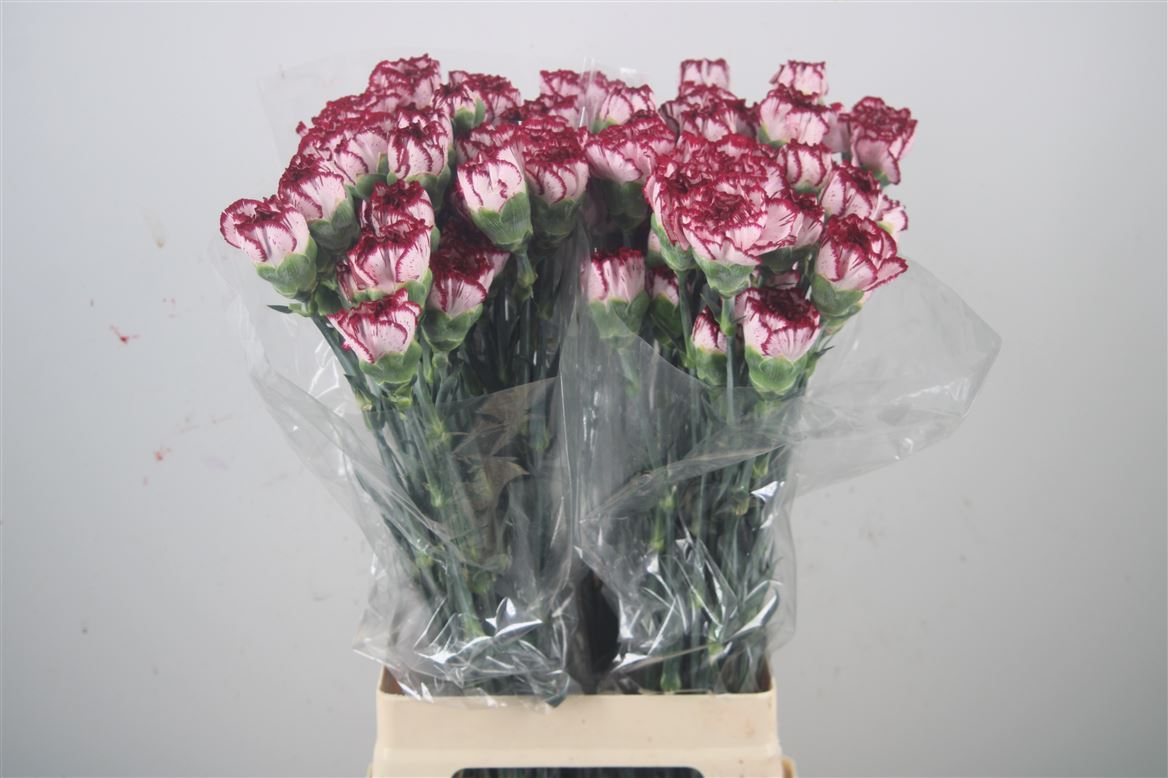 Dianthus Single Perfect 70cm