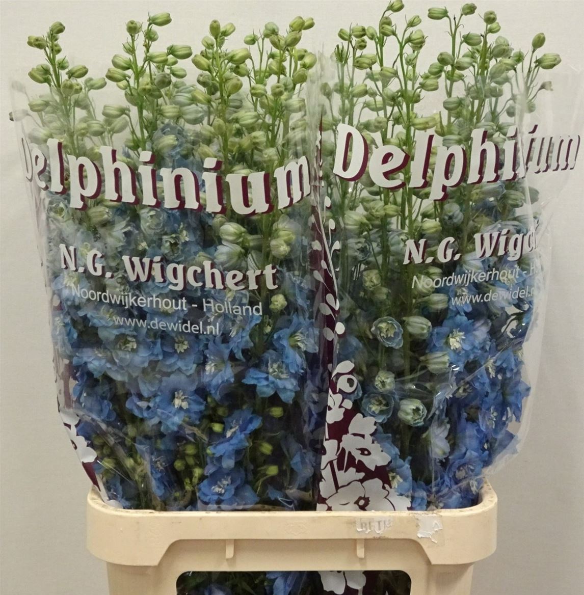 Delphinium Double Dewi Boy 100cm