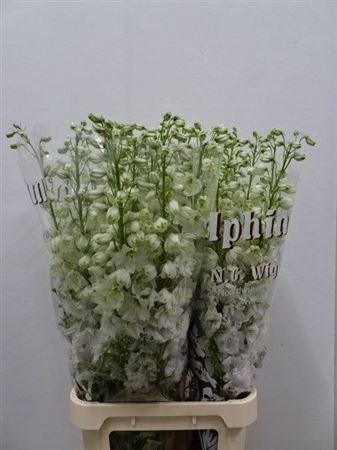 Delphinium Double Dewi Impressive White 110cm