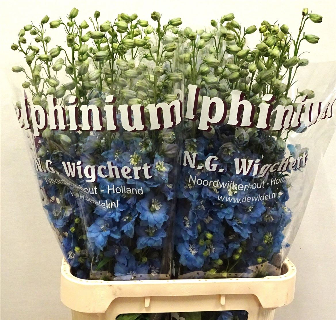 Delphinium Double Dewi Boy 90cm