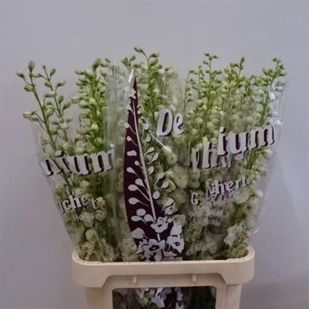 Delphinium Double Dewi Siberia 90cm
