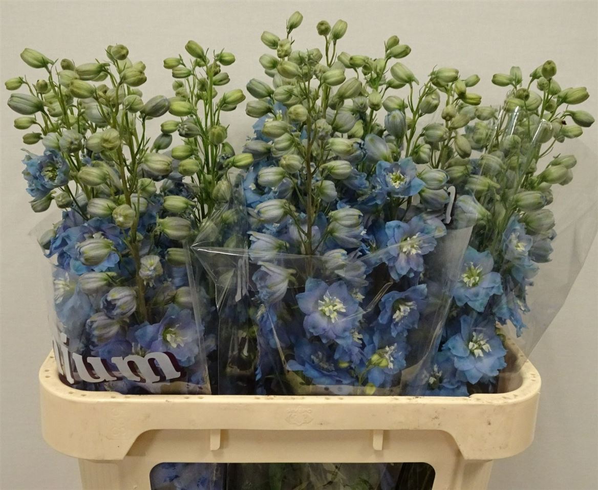 Delphinium Double Dewi Boy 80cm