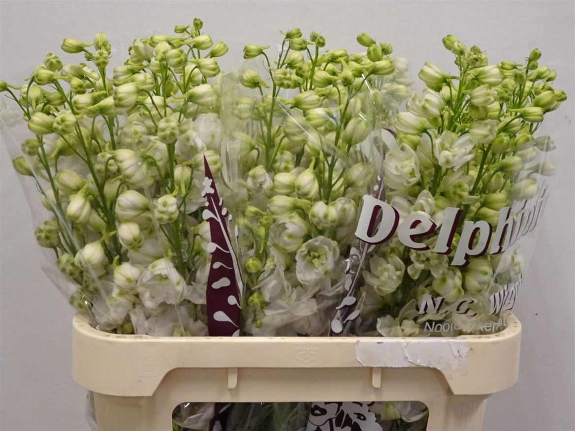 Delphinium Double Dewi White Smile 80cm