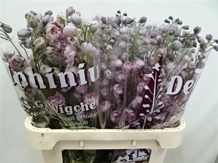 Delphinium Double Dewi Melody 80cm