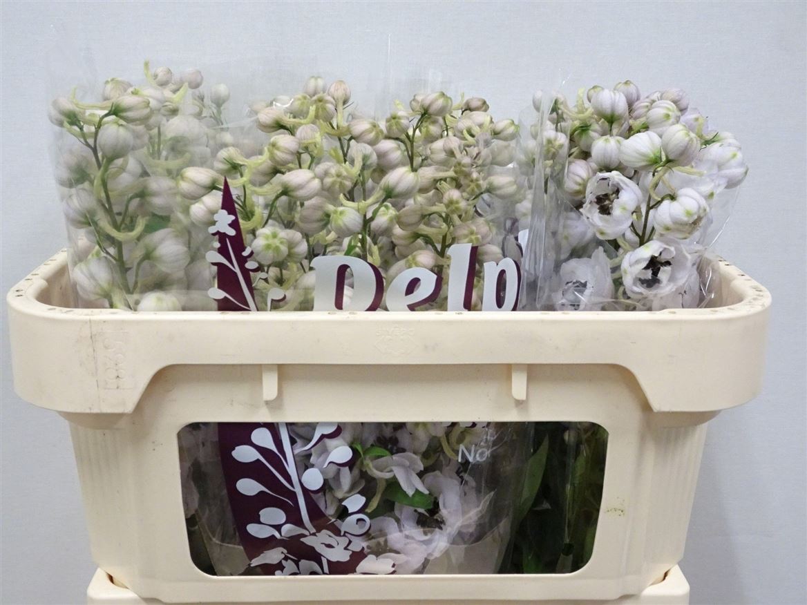 Delphinium Double Dewi Spijker 65cm