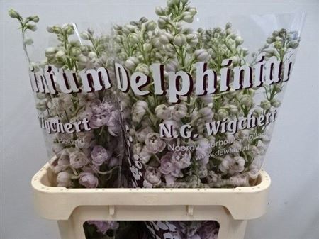 Delphinium Double Dewi Pink Spijker 80cm