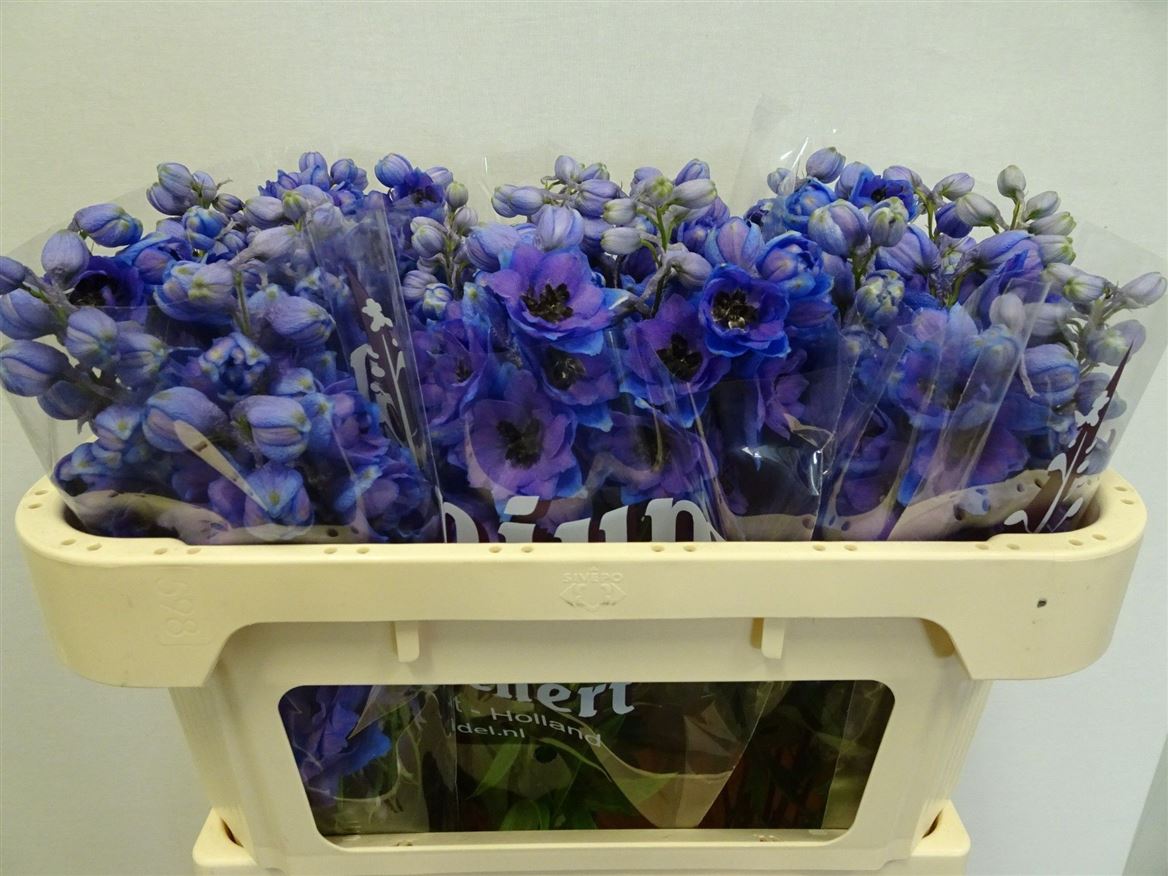 Delphinium Double Dewi Purple Smile 65cm