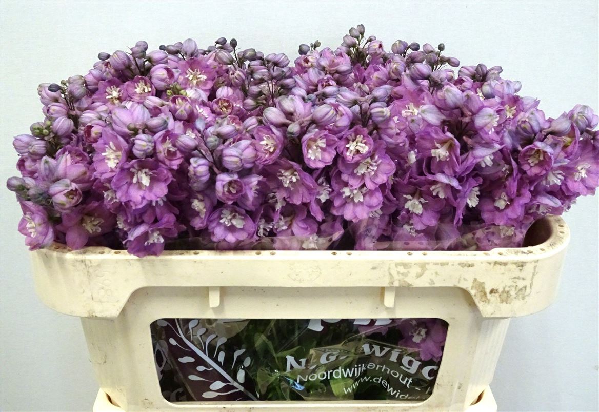 Delphinium Double Dewi Rita 65cm