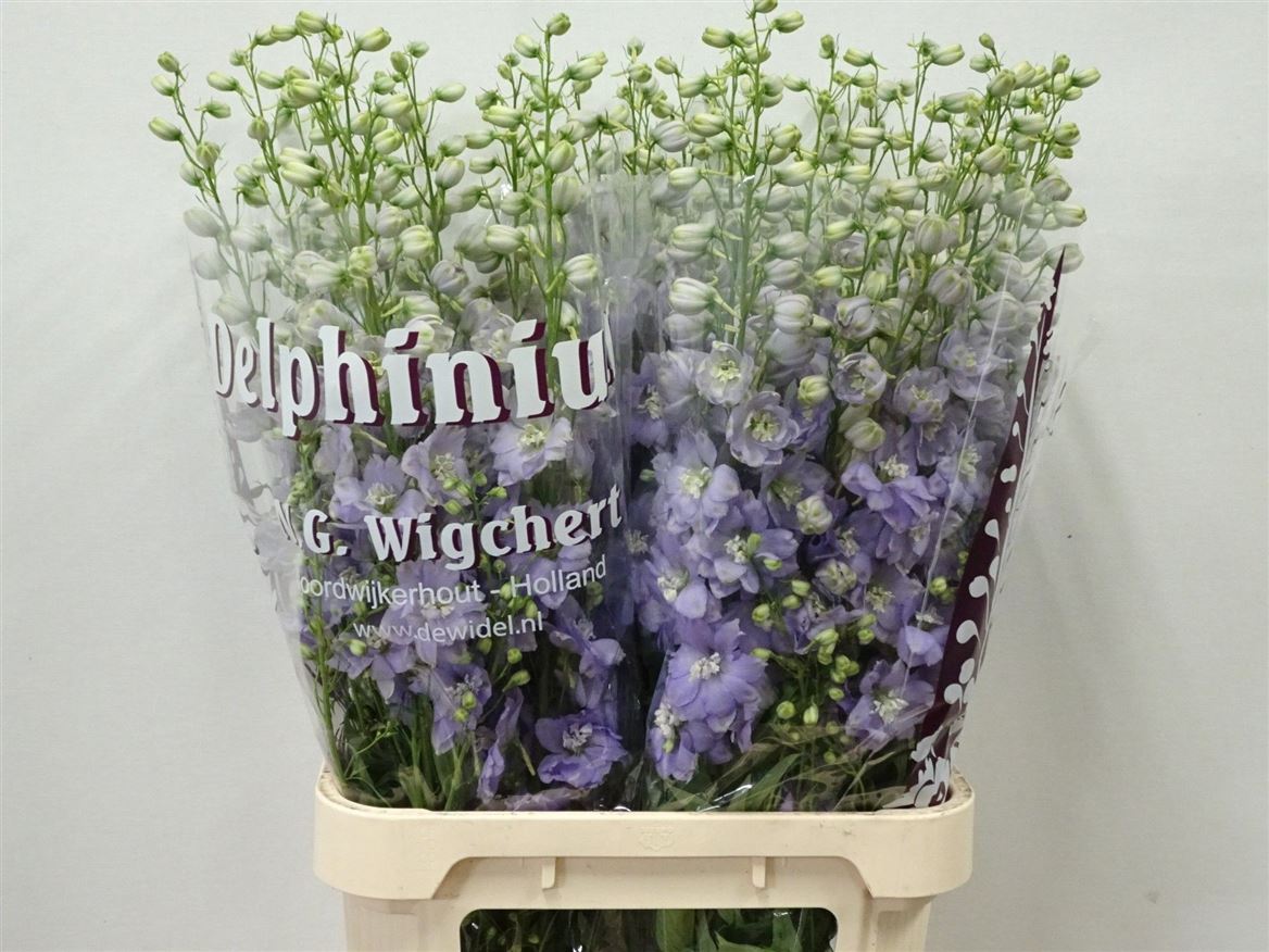 Delphinium Double Dewi Impressive 100cm