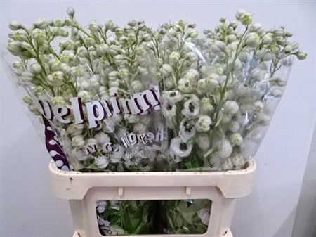 Delphinium Double Dewi Spijker 80cm