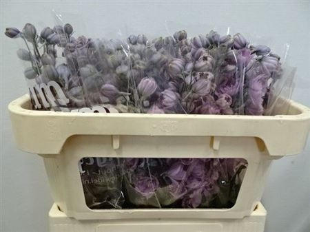 Delphinium Double Dewi Melody 65cm