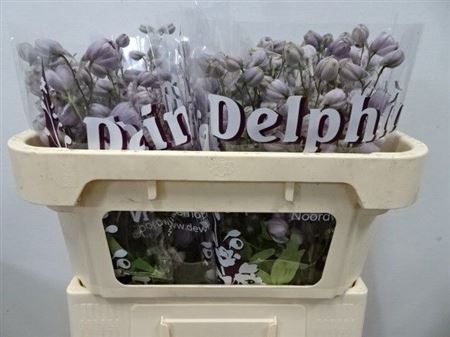 Delphinium Double Dewi Flamingo 65cm