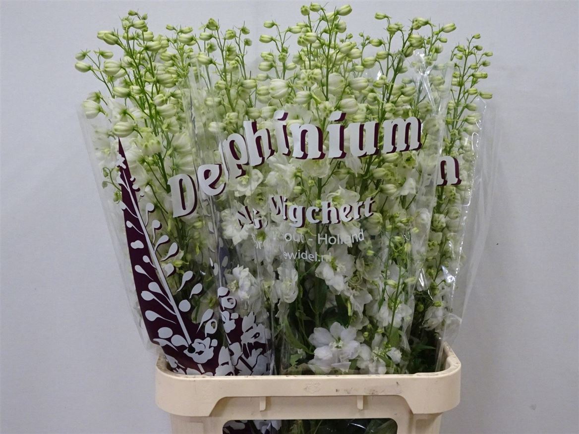 Delphinium Double Dewi Impressive White 100cm