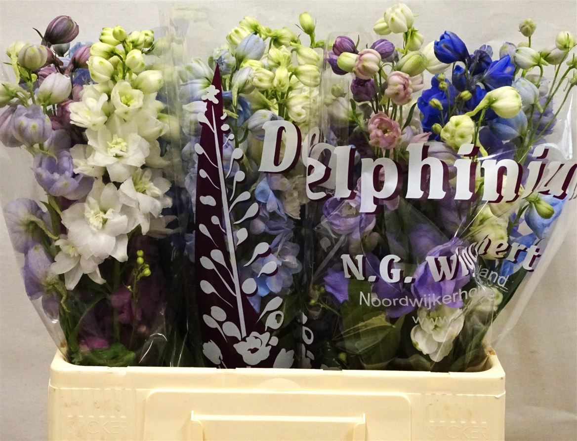 Delphinium Double Mix 60cm