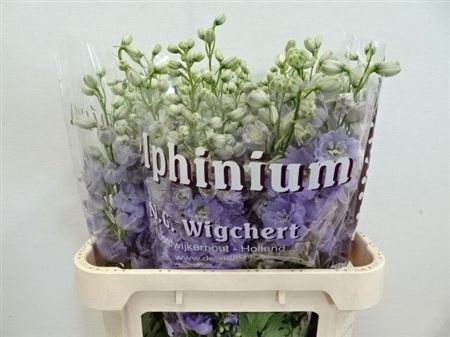 Delphinium Double Dewi Impressive 80cm