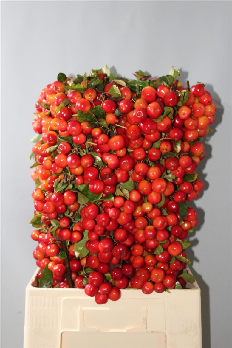 Malus Red Sentinel Per Stem 80cm