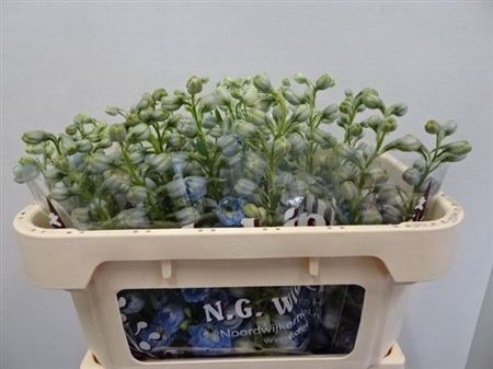 Delphinium Double Dewi Boy 65cm