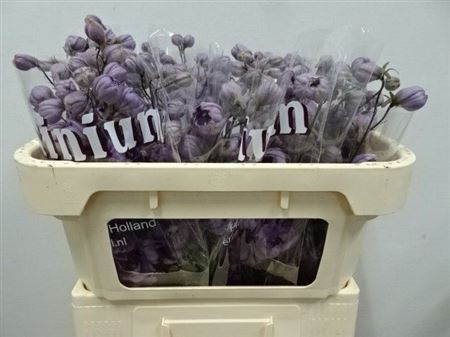 Delphinium Double Dewi Maria Rosa 65cm
