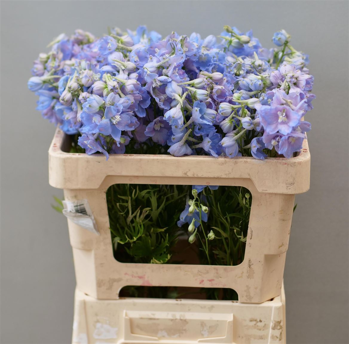 Delphinium Single Ballkleid 55cm