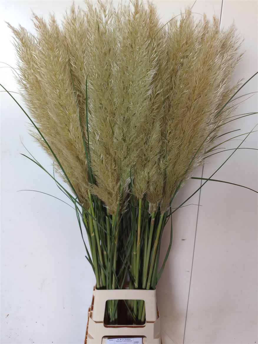 Cortaderia Evita 120cm