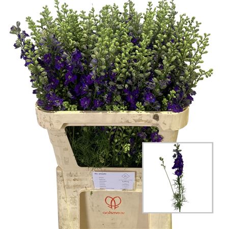 Consolida Regalis Qis Dark Blue 80cm
