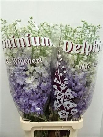 Delphinium Double Dewi Impressive 110cm