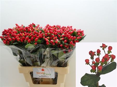 Hypericum Go Top 60cm