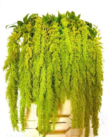 Amaranthus Caudatus Green Spider 80cm