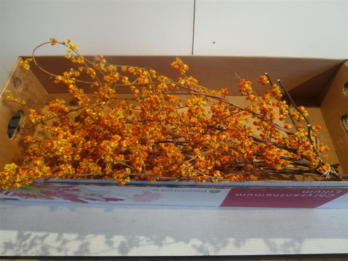 Celastrus 90cm