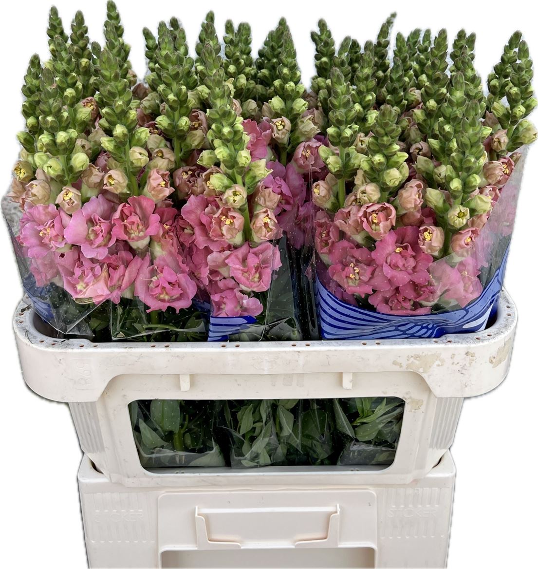 Antirrhinum Holly Double Pink 75cm