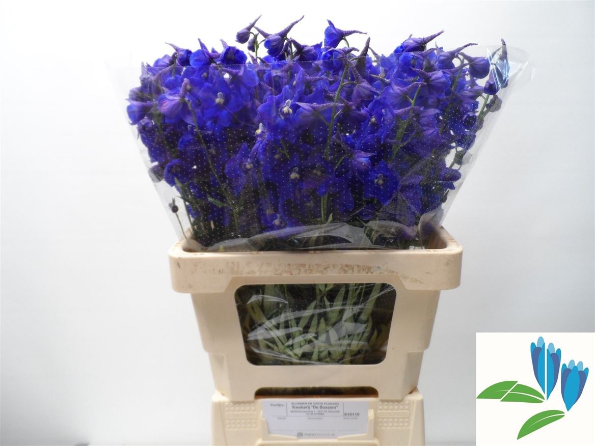 Delphinium Single Atlantis 60cm