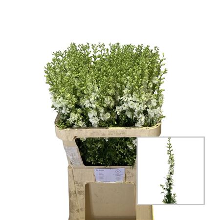 Consolida Regalis Qis White 80cm
