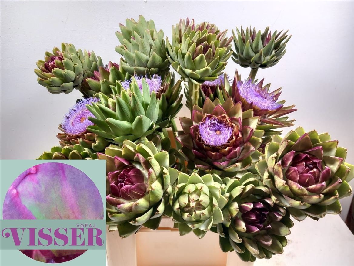 Cynara Green Globe 70cm