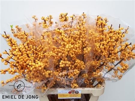 Ilex Verticillata Golden Verboom 90cm