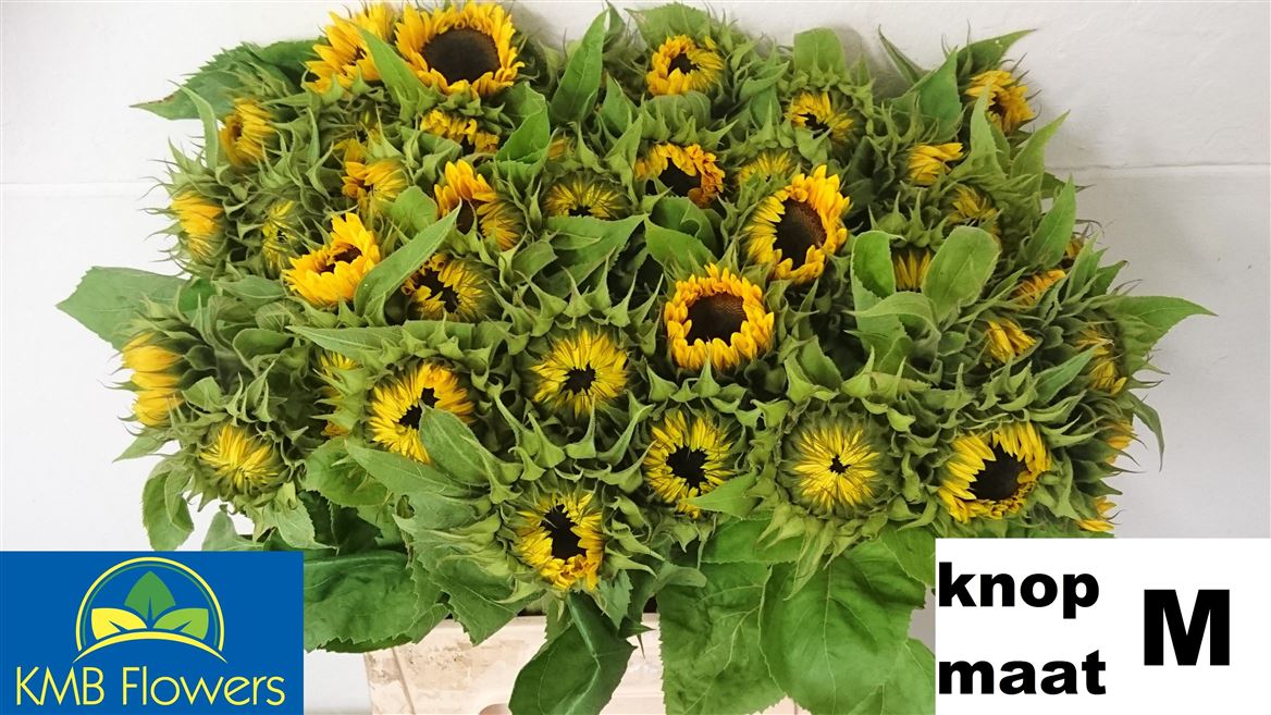 Helianthus Sunrich Orange 60cm 10cm Hd