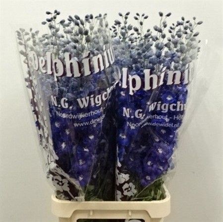 Delphinium Double Dewi Blue Star 110cm