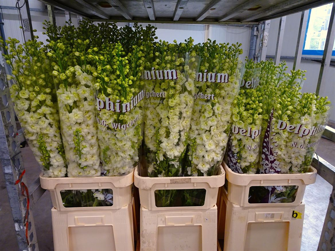 Delphinium Double Dewi Dutch Gold 80cm