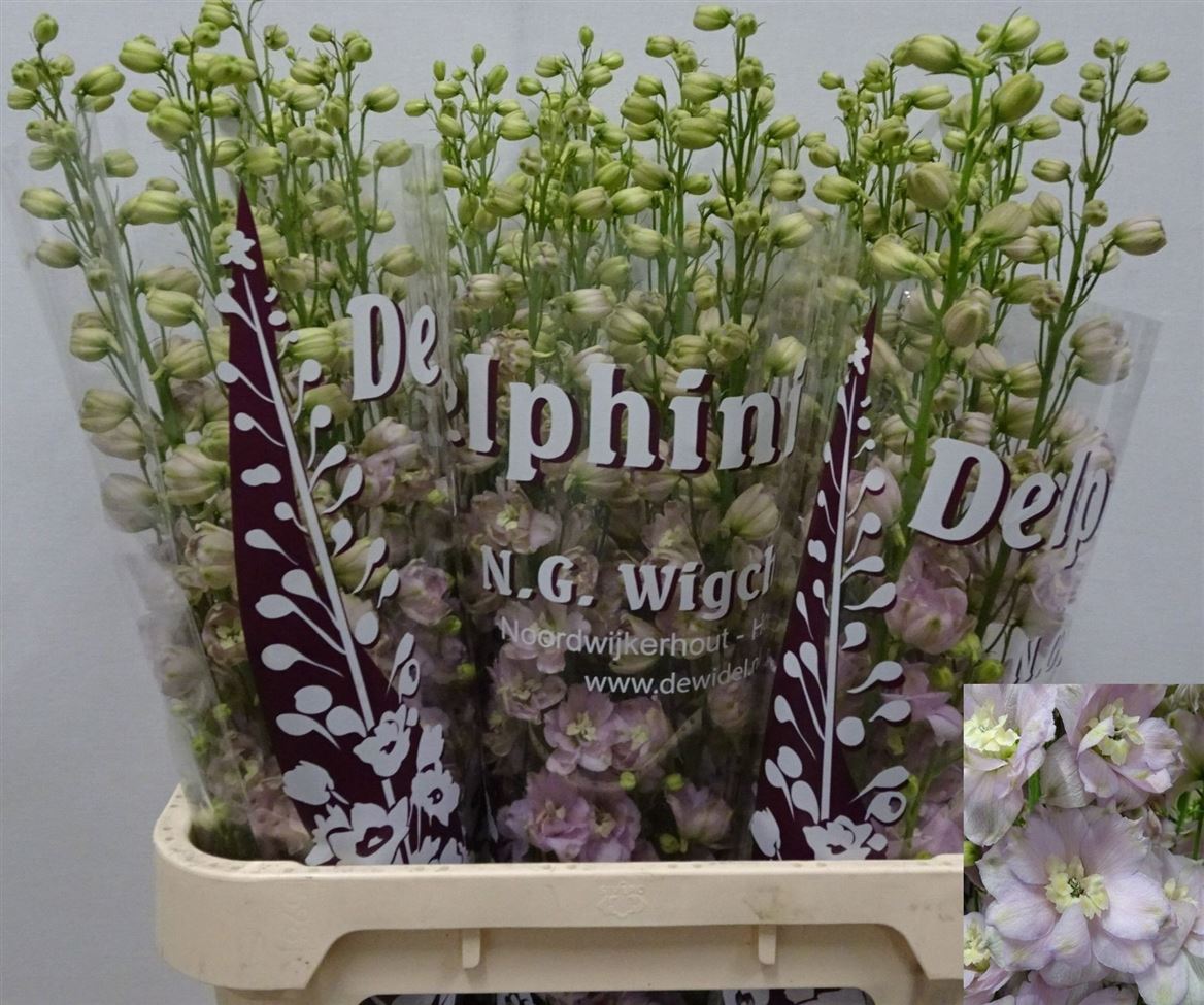 Delphinium Double Dewi Fame 90cm