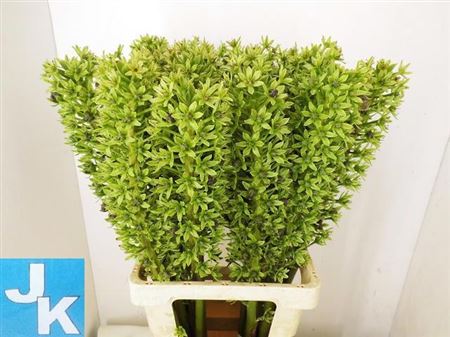 Eucomis Sparkling Burgundy 75cm