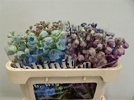 Delphinium El Mixed 60cm